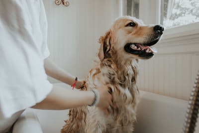 Dog grooming certification is voluntary but may be helpful