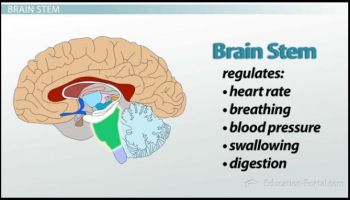 brain image