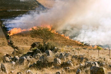 Wildland Firefighter
