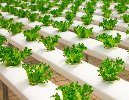 You can learn how to create a hydroponic garden by taking online agriculture and horticulture courses