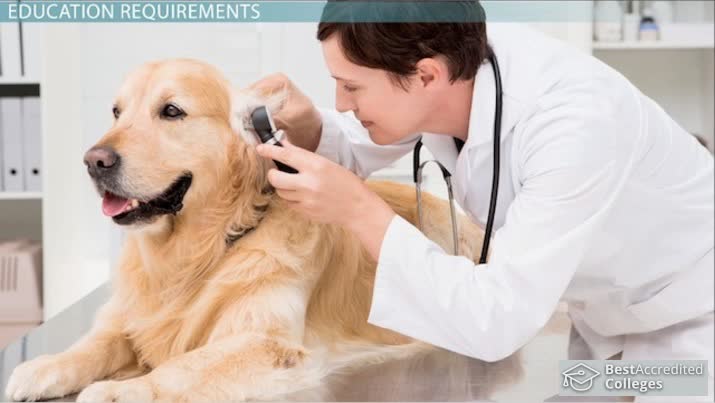 what-is-the-best-major-for-veterinarian-schools-and-careers