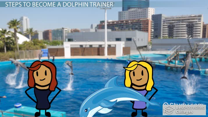 how-to-become-a-dolphin-trainer-tradesmanskills