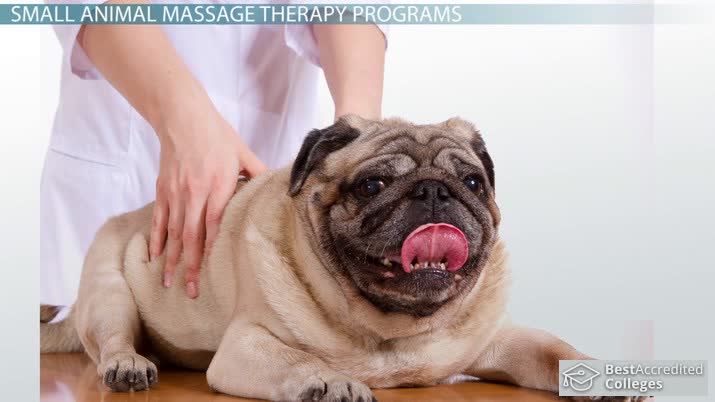 Animal Massage Therapy Schools and Colleges: How to Choose